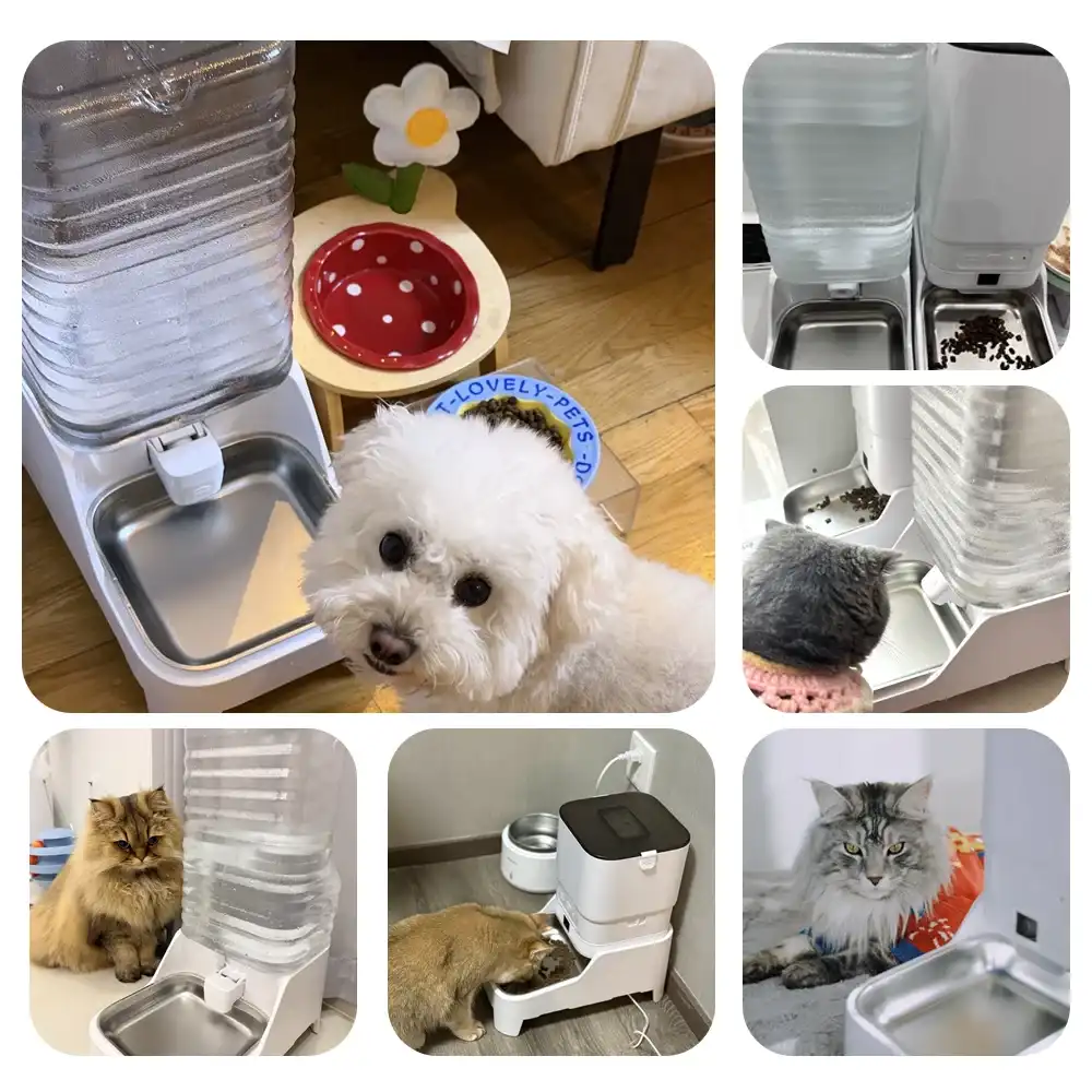 Chien et chats utilisant le distributeur automatique et la fontaine à eau inox