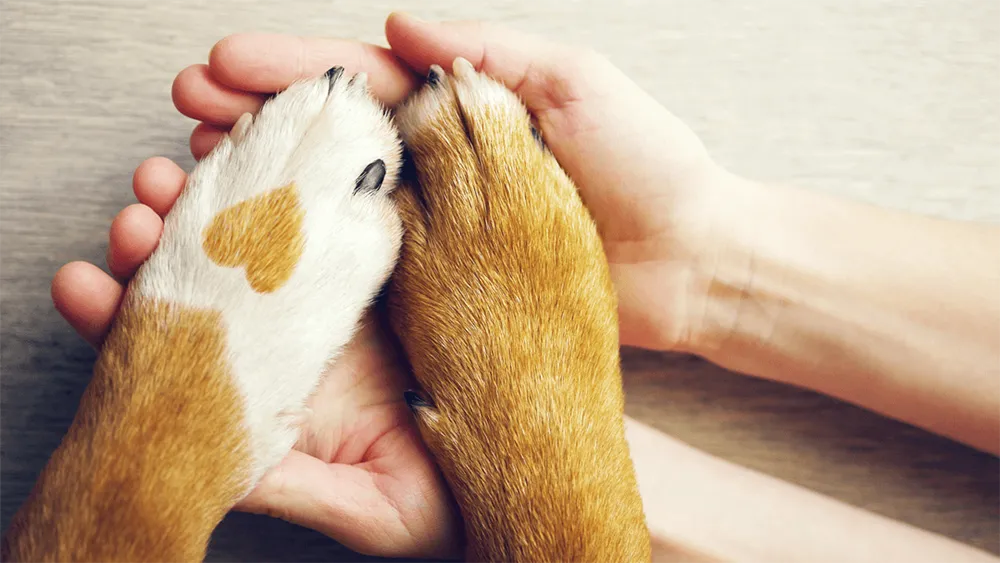 Main et patte de chien, complicité et tendresse