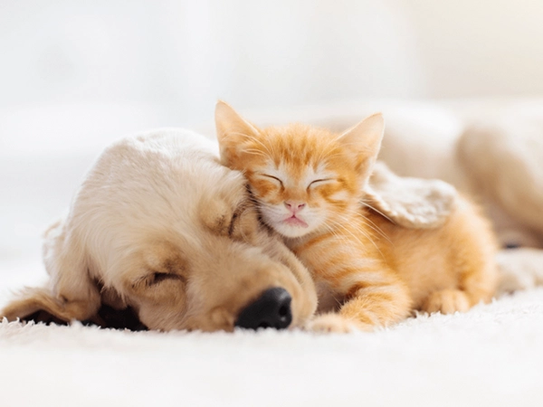 Distributeur croquette pour chat et chien