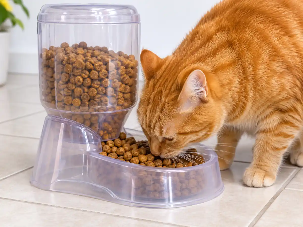 Chat roux qui mange dans un distributeur de croquettes à gravité transparent
